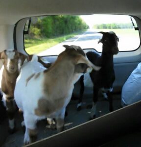 goats