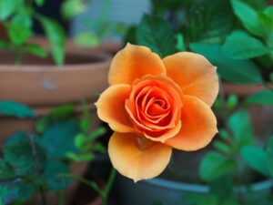 rose-115646_1280