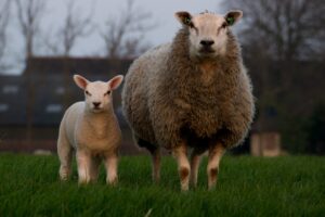 sheep-384608_1280